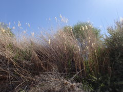 Phragmites mauritianus
