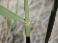 Phragmites mauritianus