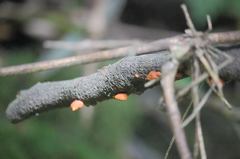 Anthracophyllum discolor