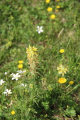 Pedicularis chroorrhyncha