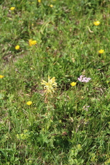 Pedicularis chroorrhyncha