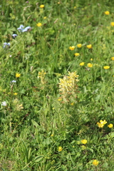 Pedicularis chroorrhyncha