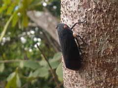 Acraephia perspicillata