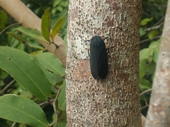 Acraephia perspicillata