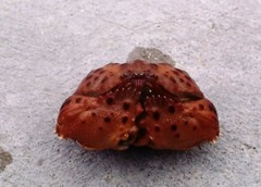 Calappa granulata