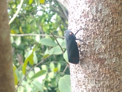 Acraephia perspicillata