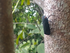 Acraephia perspicillata