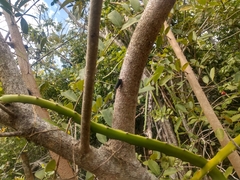 Acraephia perspicillata