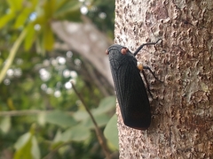 Acraephia perspicillata