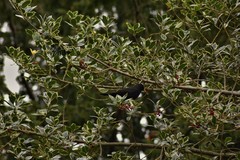 Turdus merula