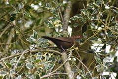 Turdus merula