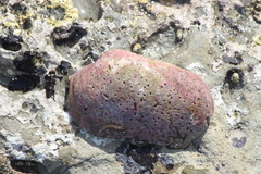 Platyodon cancellatus