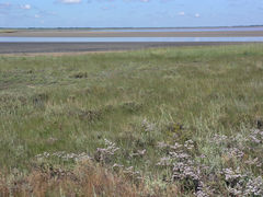 Goniolimon speciosum