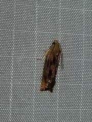 Hystrichophora taleana