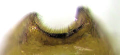 Camiarites convexus