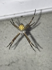 Argiope argentata