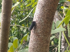 Acraephia perspicillata