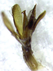 Camiarites convexus