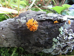 Calocera furcata