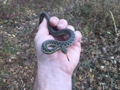 Thamnophis sirtalis sirtalis