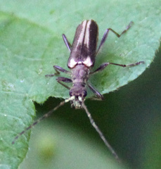 Leptalia macilenta