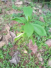 Dillenia suffruticosa