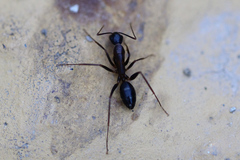 Camponotus barbaricus