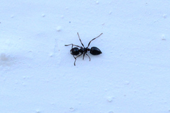 Crematogaster auberti