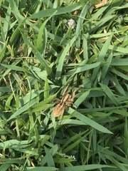 Lycosidae
