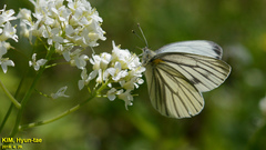 Pieris melete