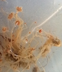 Tubulariidae