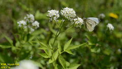 Pieris melete