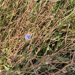 Cichorium intybus intybus