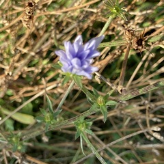Cichorium intybus intybus
