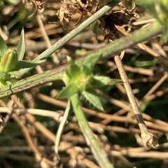 Cichorium intybus intybus