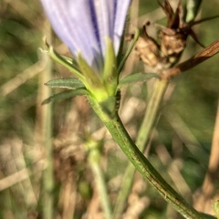 Cichorium intybus intybus