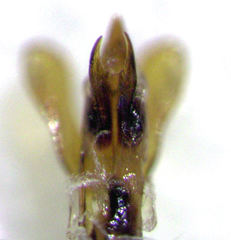 Camiarites convexus