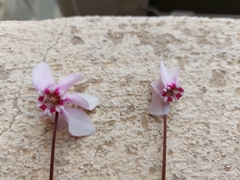 Cyclamen