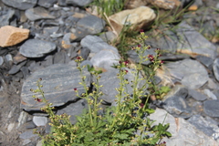 Scrophularia olympica