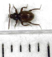 Camiarites convexus