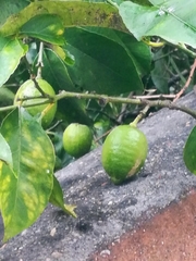 Citrus × limon