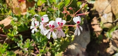 Pelargonium patulum