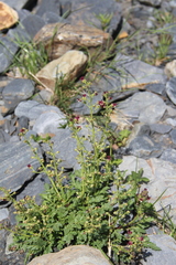 Scrophularia olympica