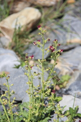 Scrophularia olympica
