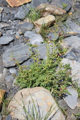 Scrophularia olympica