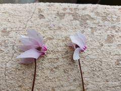 Cyclamen