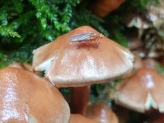 Suillia convergens