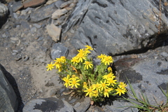 Senecio leucanthemifolius caucasicus