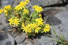 Senecio leucanthemifolius caucasicus
