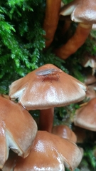 Suillia convergens